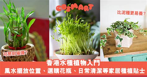 水種植物風水2023